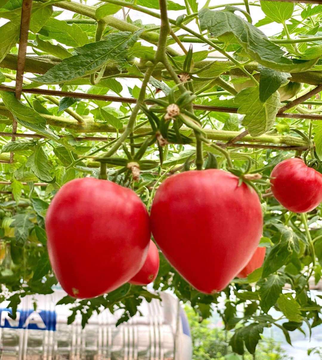 20 hạt giống cà chua trái tim nhập khẩu nga