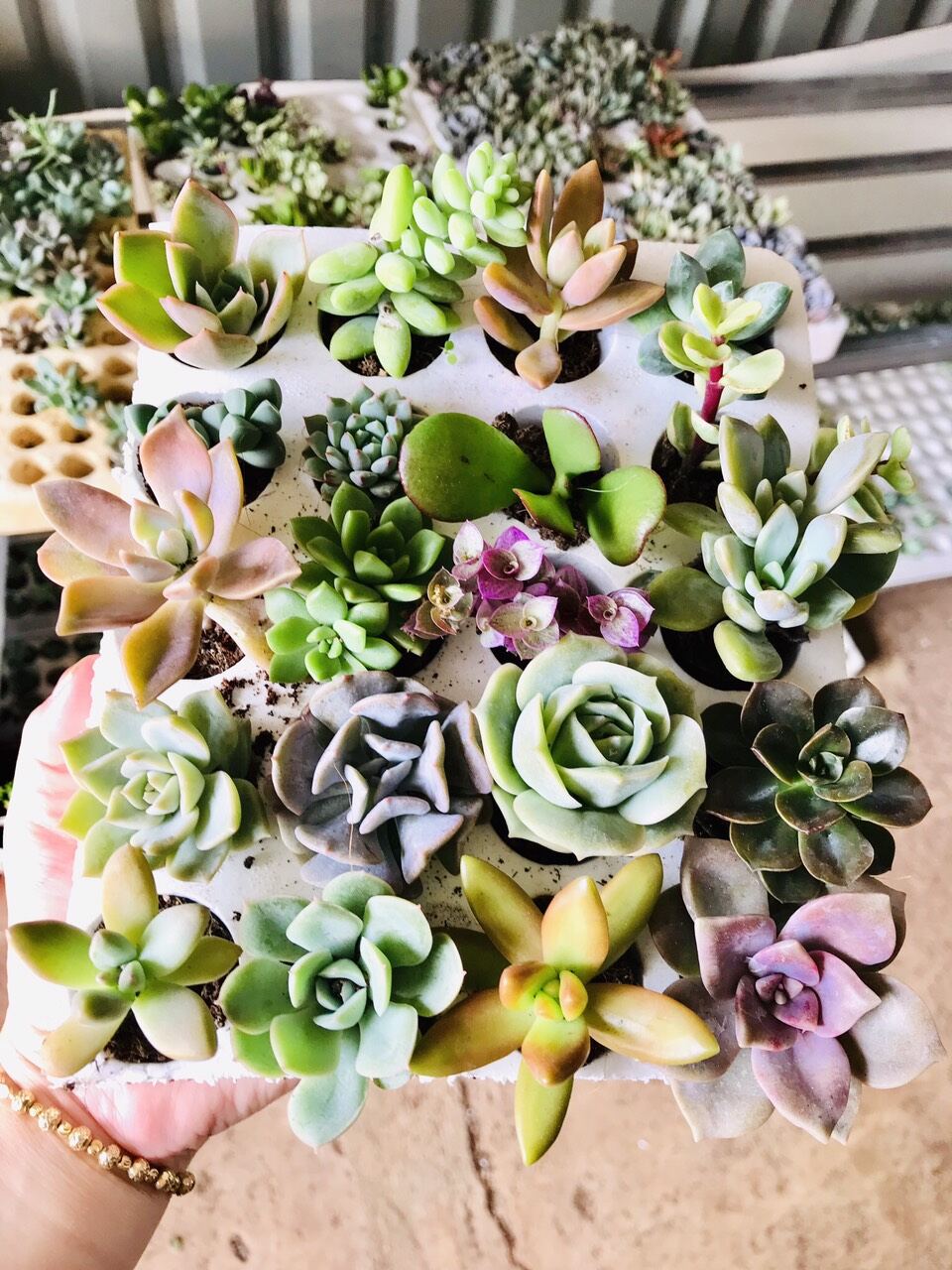 Sen đá vĩ đà lạt📮3-5cm🖼 ngẫu nhiên🥩freeship 🧚🏻lỗi1đổi1