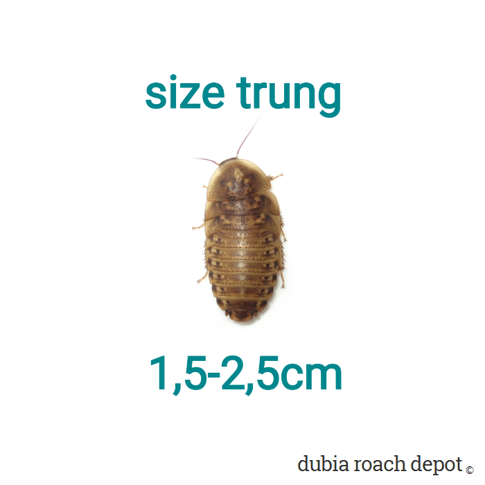 Hộp 100 con gián Dubia size trung lớn 2,2 -2,5cm. Quý khách nhớ thu thập Freeship Max để được giảm ship.