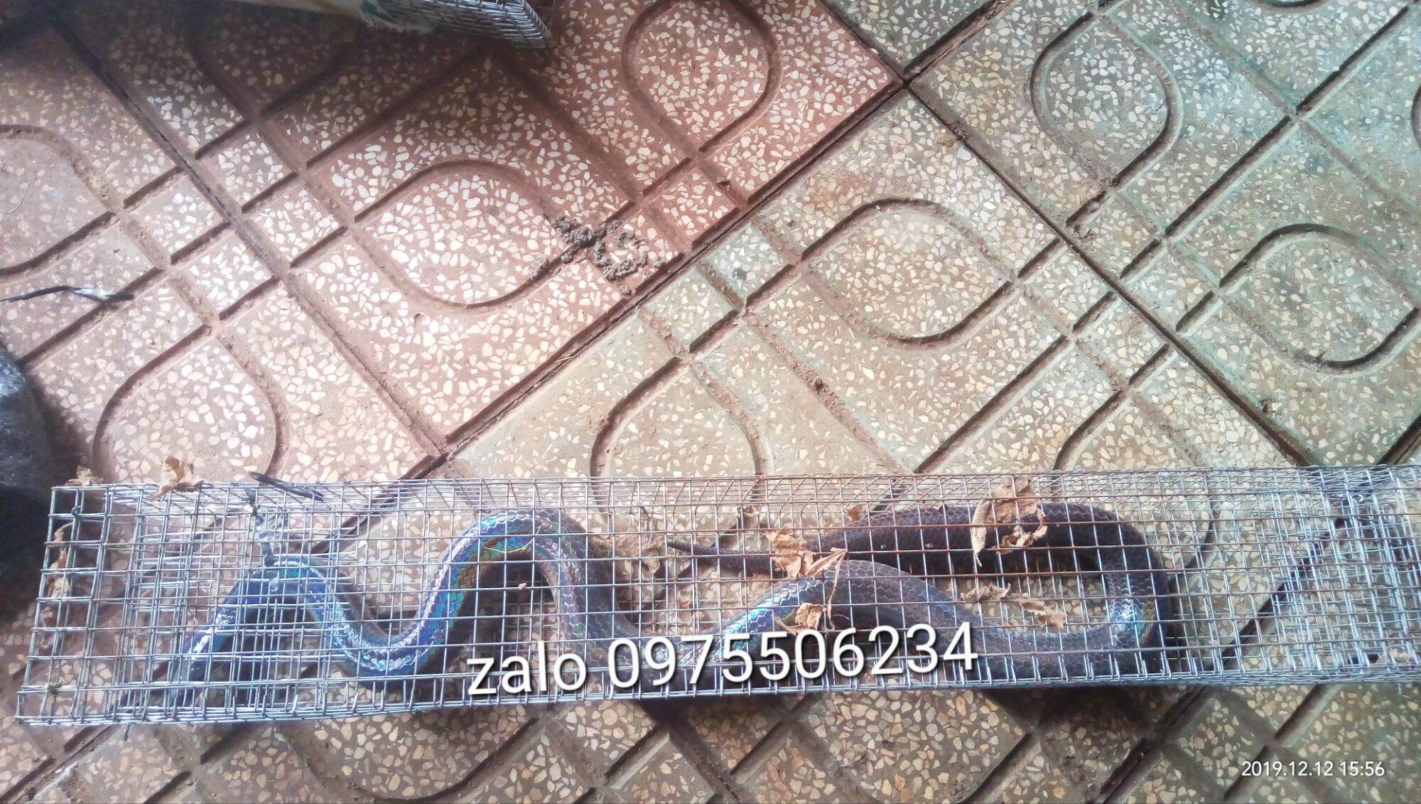 Lồng bẫy rắn 2 hom (dây rút)