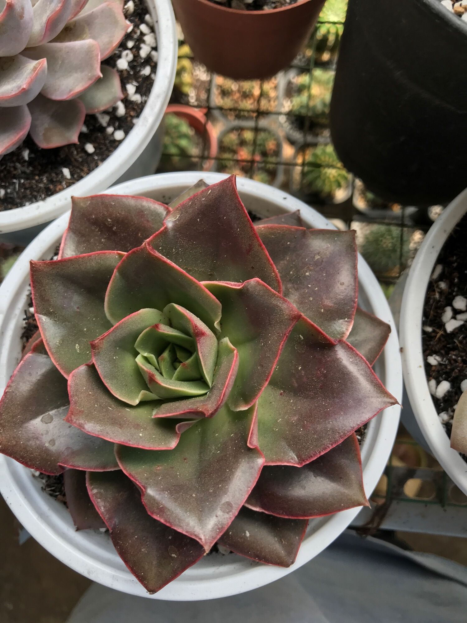 Sen đá vượt size tô 15cm đã thuần  giống mới