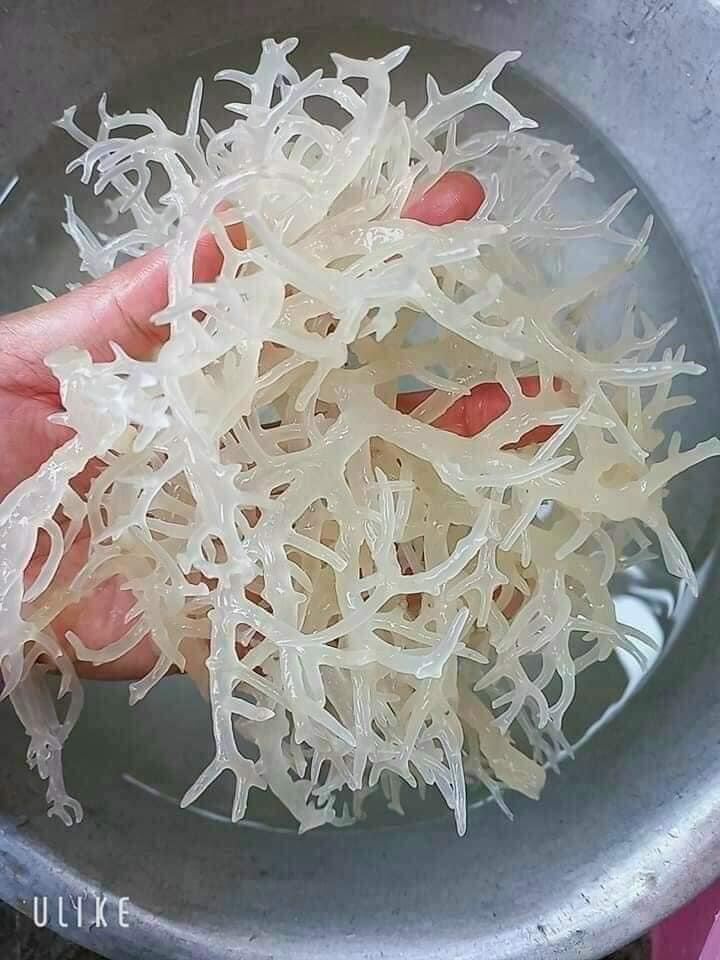 Rong sụn biển 1kg