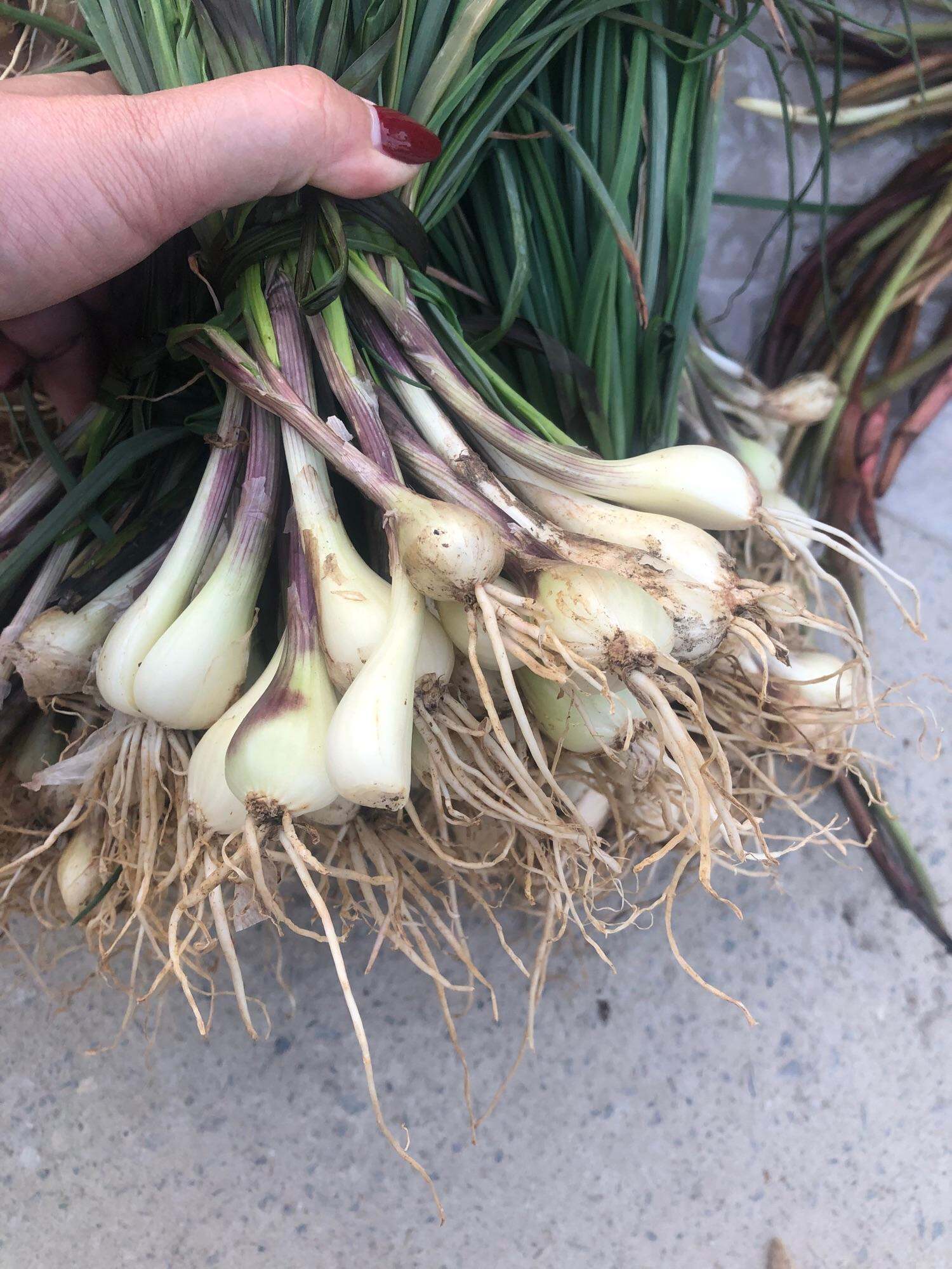 Củ kiệu tươi 150k/4kg