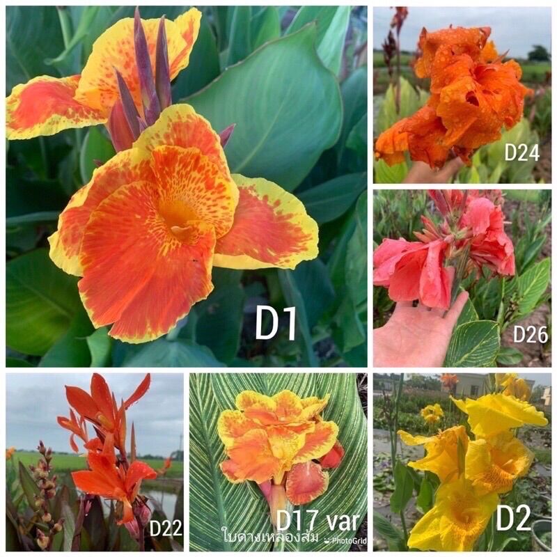 Củ Giống Cây Chuối Hoa