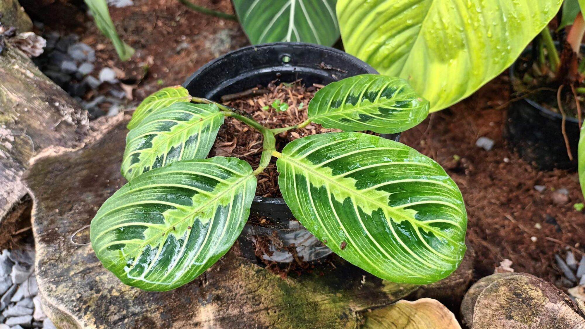 maranta lemon lime plant