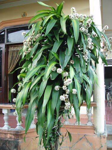 thiết mộc lan lá xanh size nhỏ [khúc giống ]