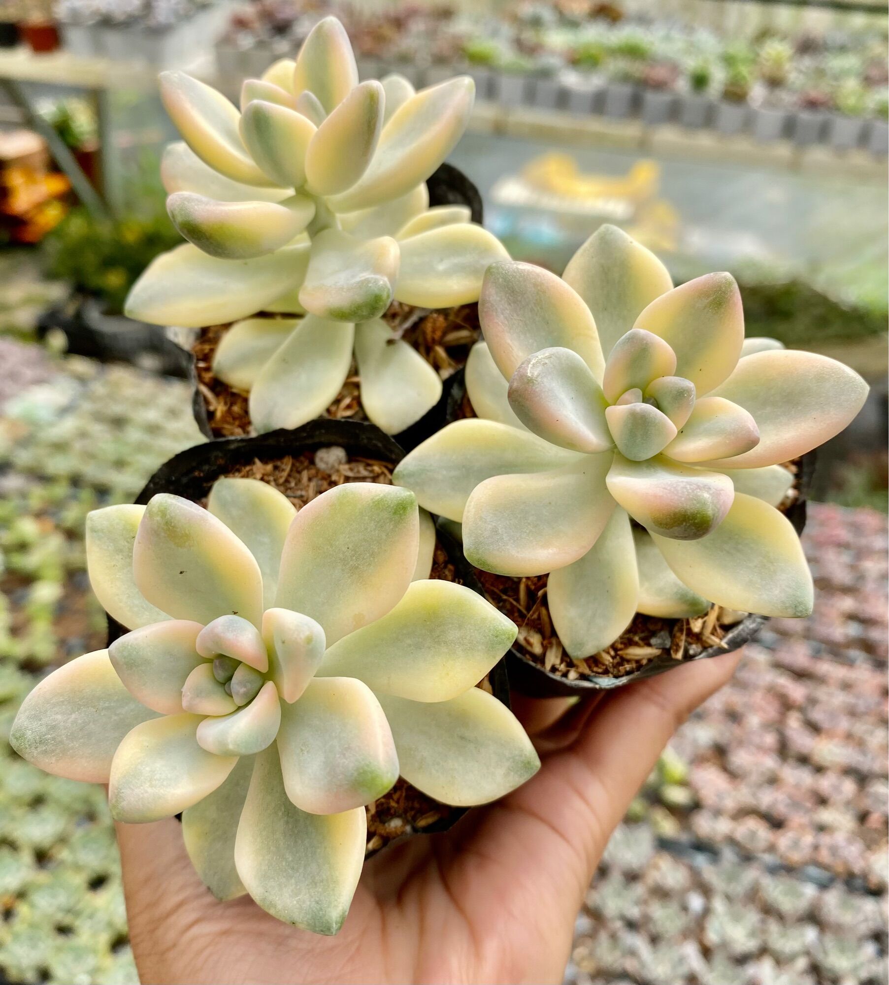 Sen đá var size bầu 5cm hư 1 đổi 1