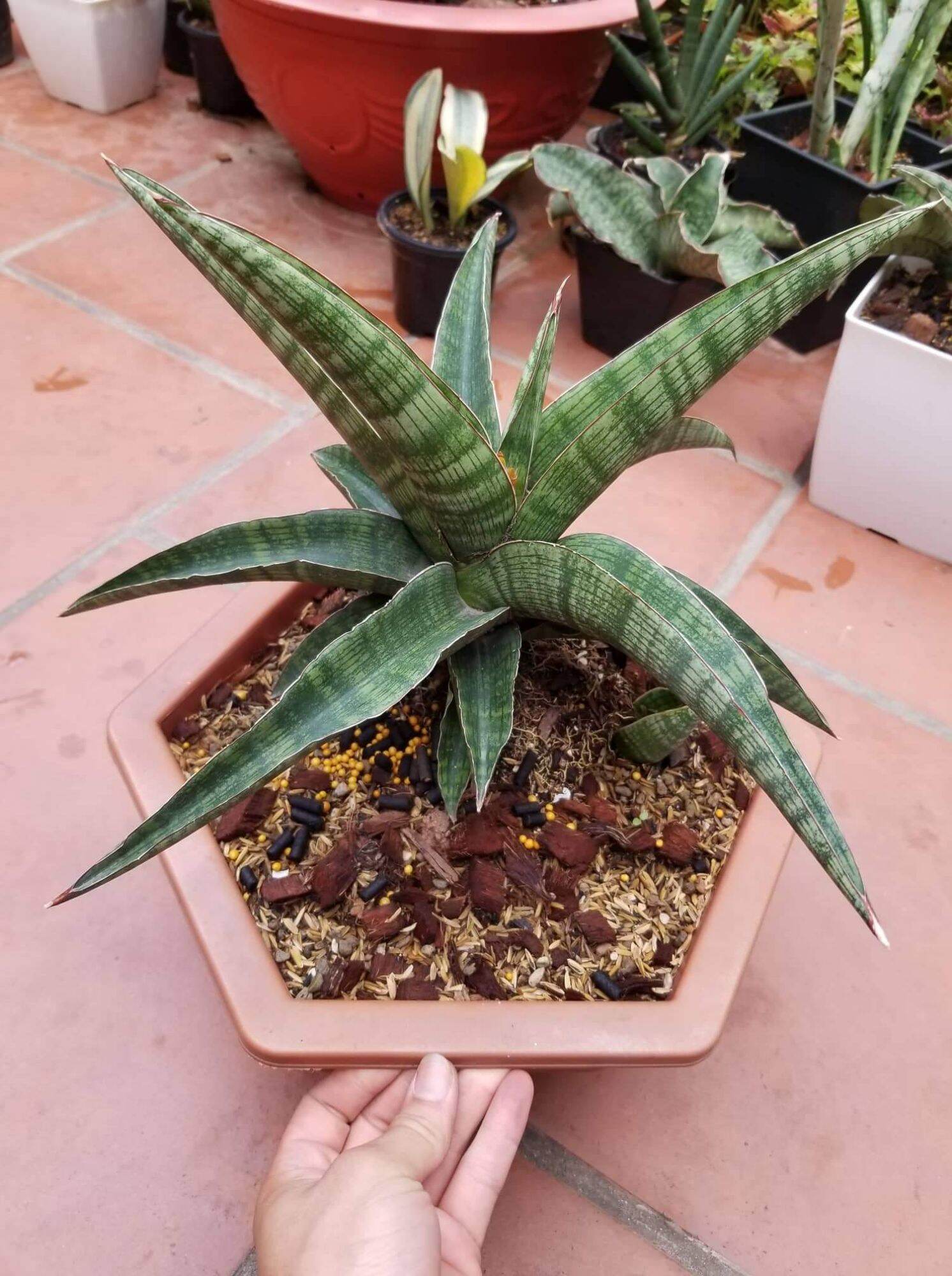 Cây lưỡi hổ - Sansevieria Phanphet