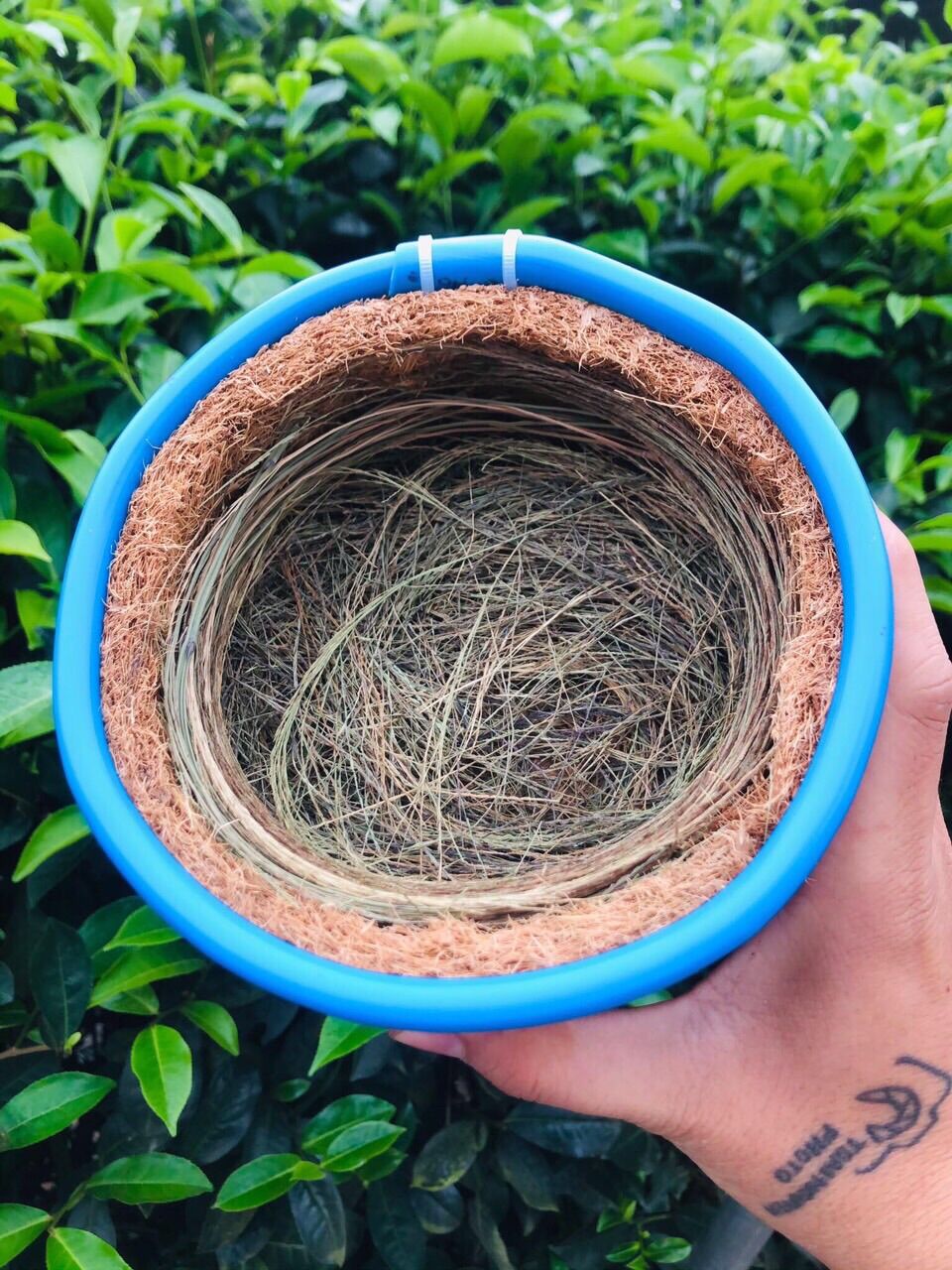 Tổ chim sinh sản cho hoạ mi