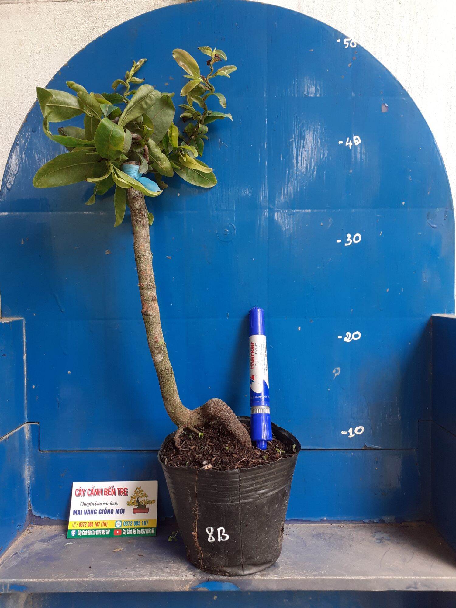 Mai Giảo tự xoắn