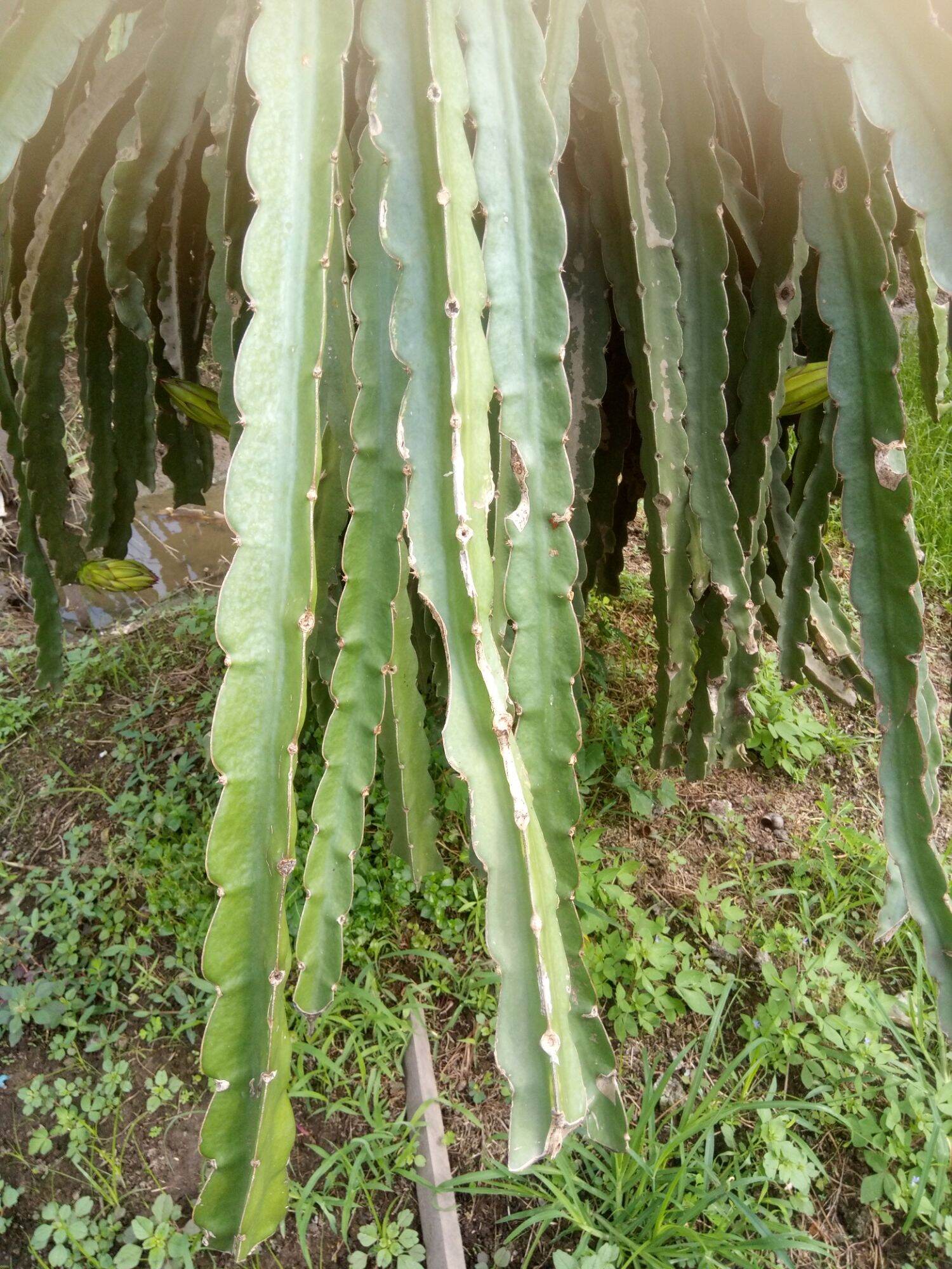 Giống thanh long ruột đỏ, chiều dài hom 50 cm