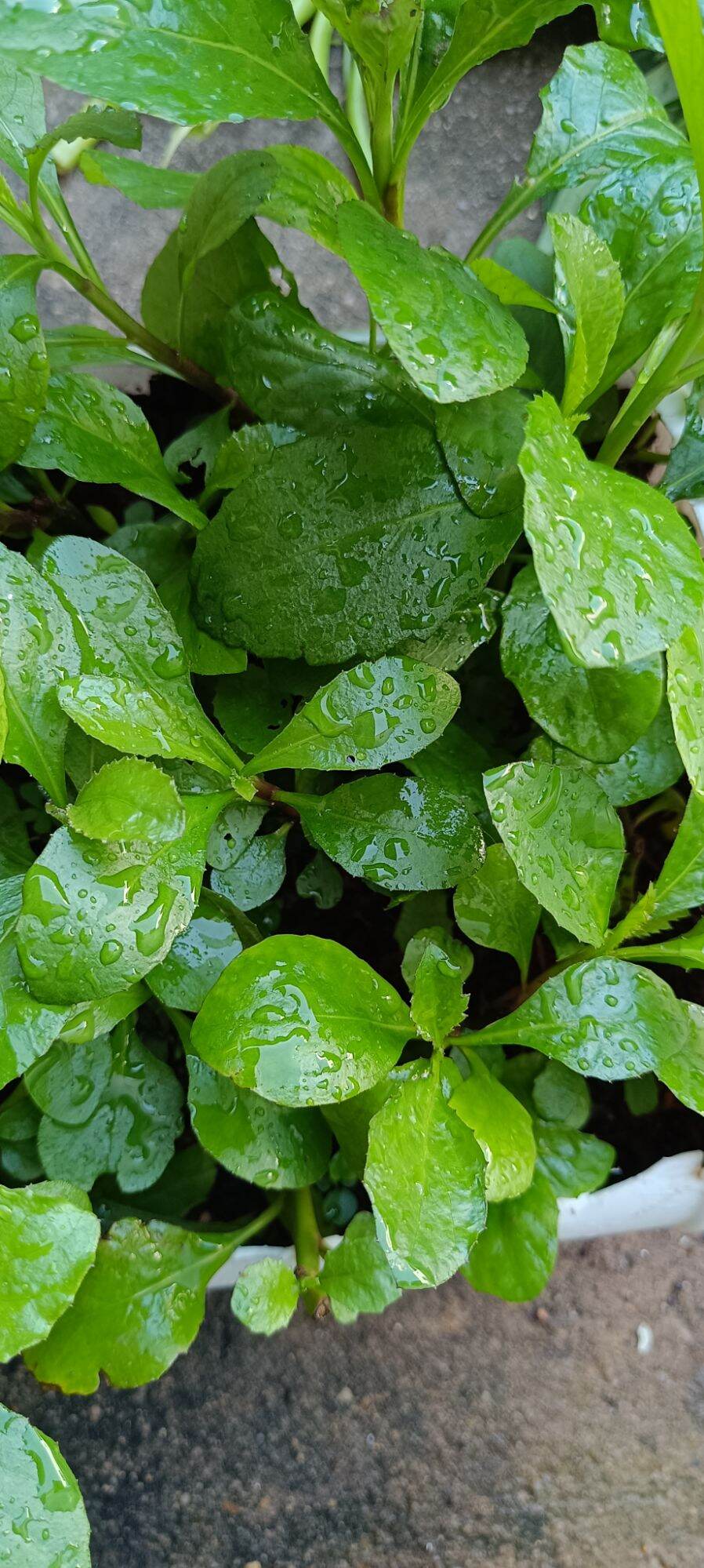 [Chỉ giao Miền Nam] Cây cải trời giống ( 5 cây con)