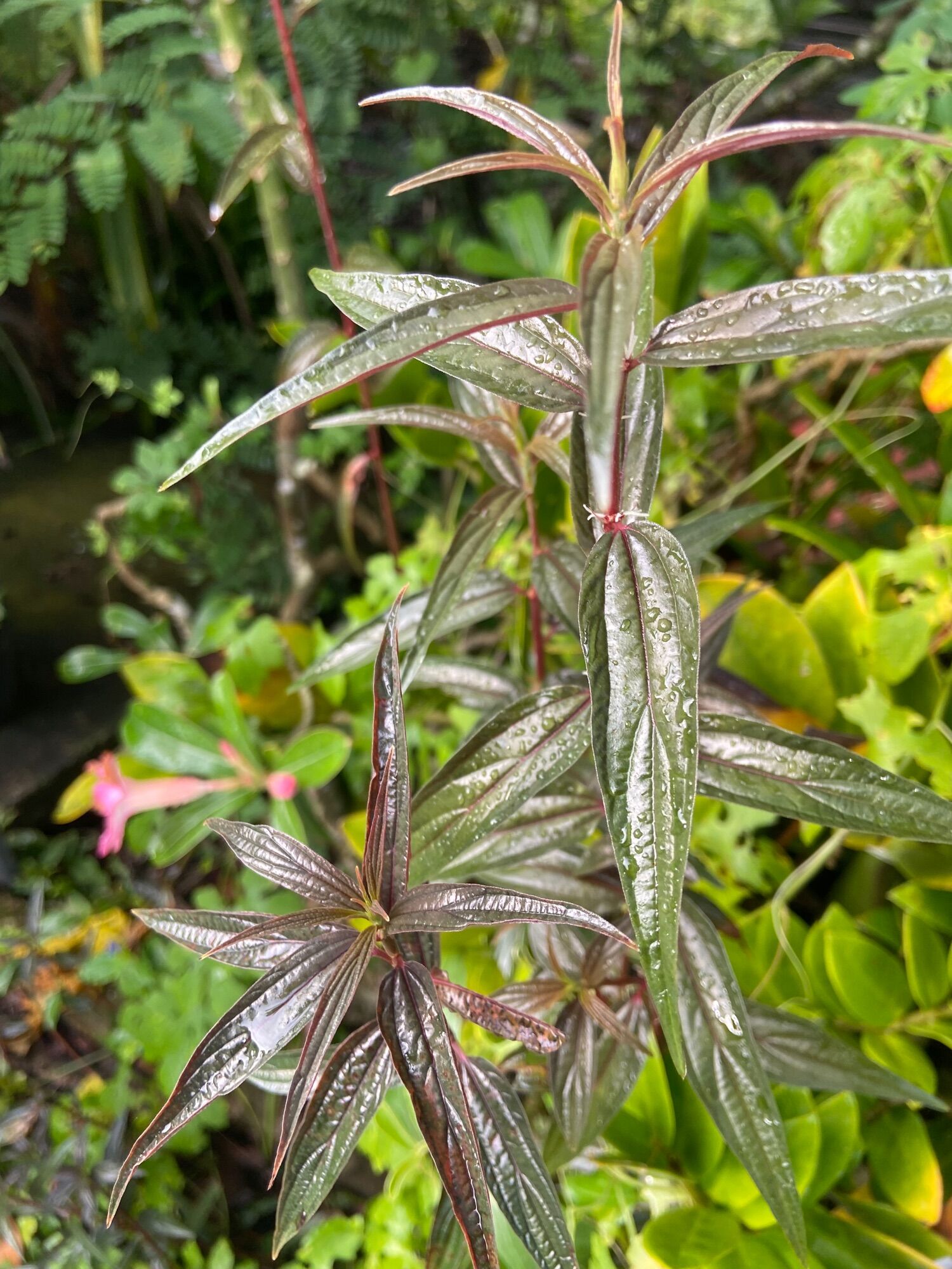Cây bọ mắm (cây thuoc dòi, cỏ dòi)