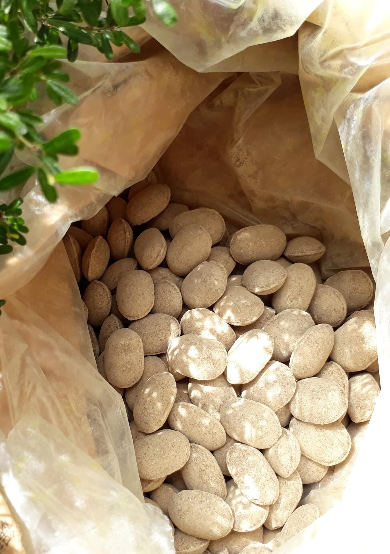 Phân hạt bàng - phân tan chậm hạt bàng