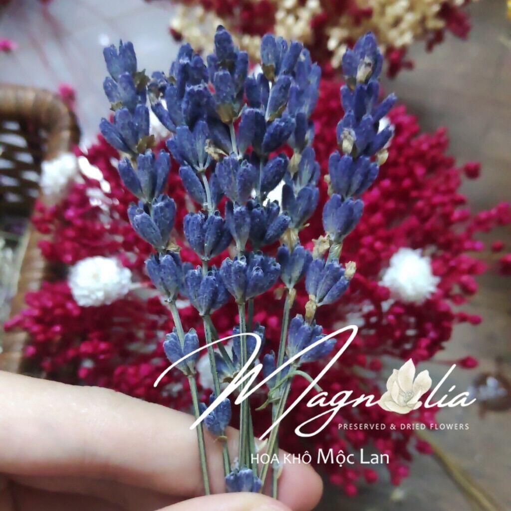 Hoa khô Lavender ❤️ Hoa khô oải hương hàng loại 1 True Lavender Pháp siêu tím - Lẻ cành đẹp
