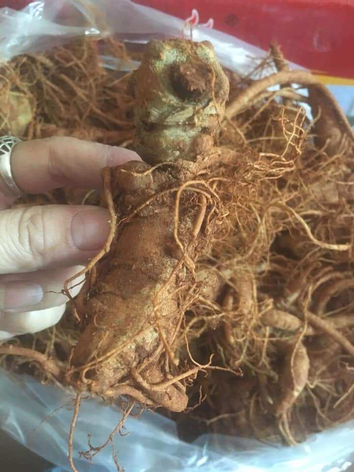 1kg củ tam thất tươi