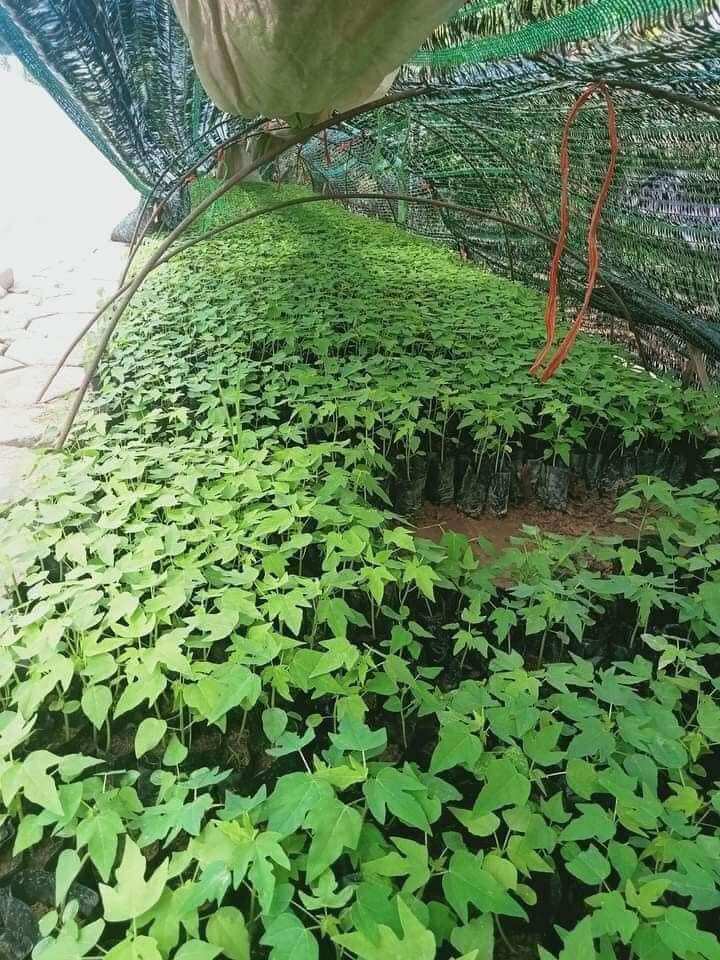 Cây giống đu đủ đực 10 cây