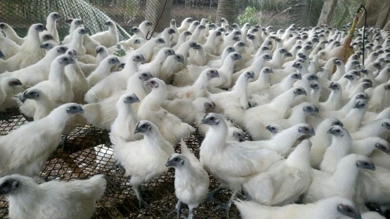 10 TRỨNG GÀ ÁC ẤP NỞ