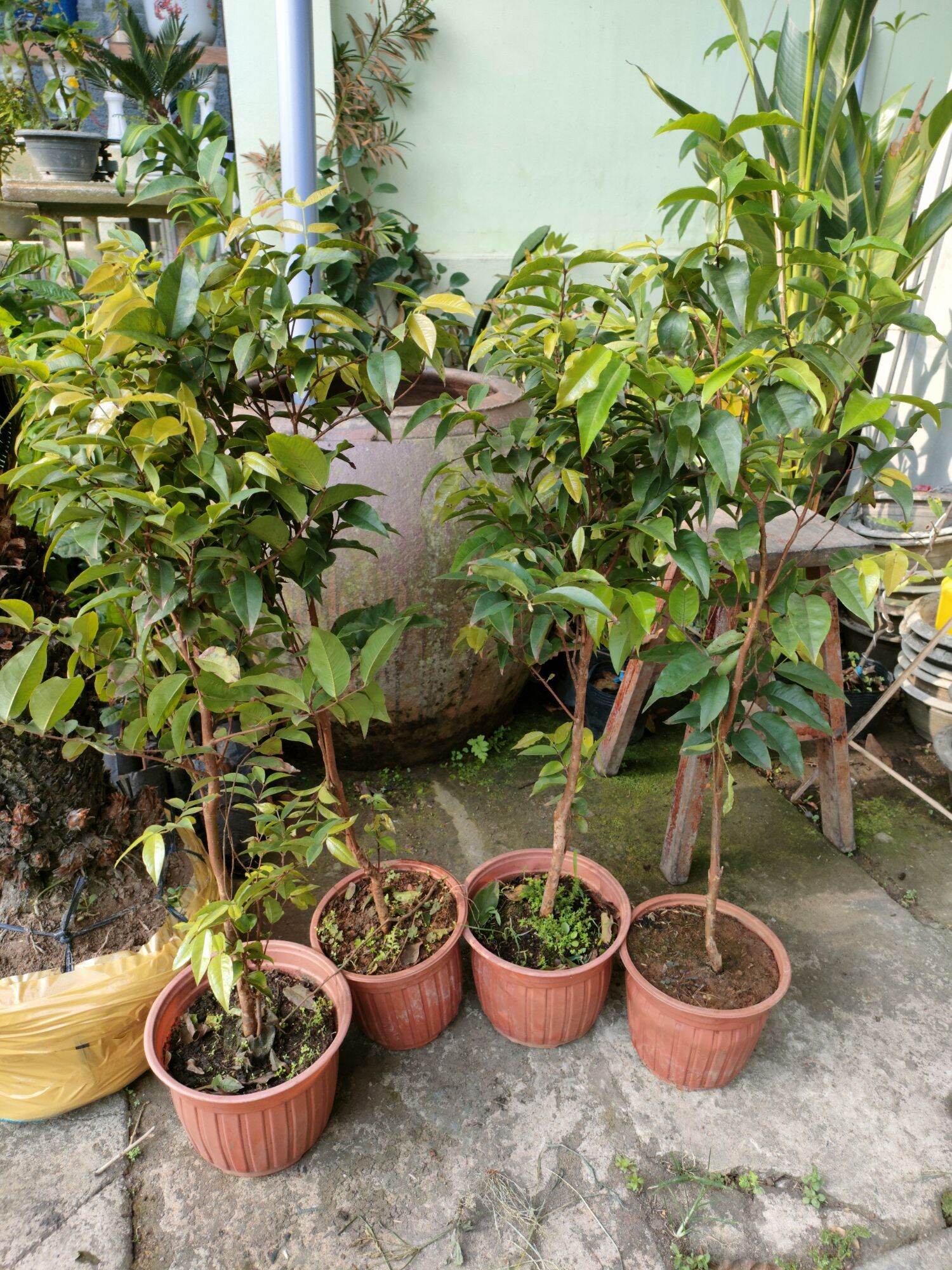 Cây nho thân gỗ giống
