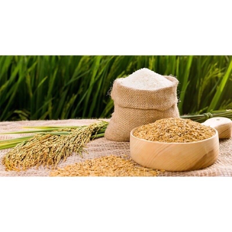 Combo 5kg lúa chắc hạt cho chim gà