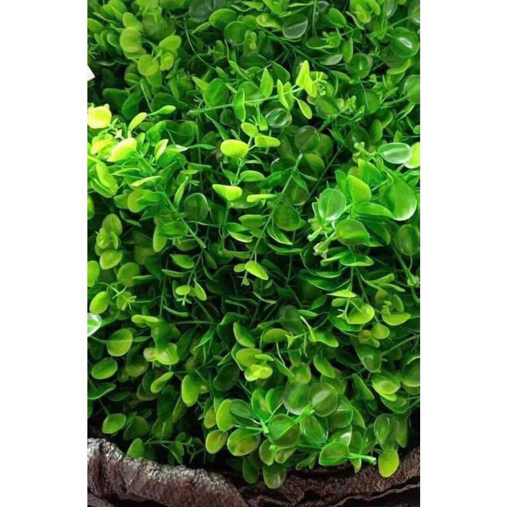 Cỏ điểm tại chuột, bịch 100g