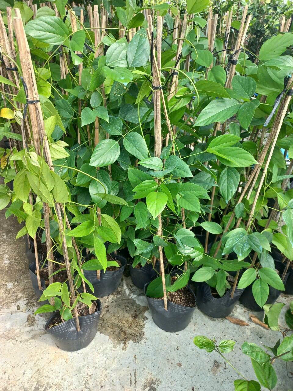 cây móng cọp cam