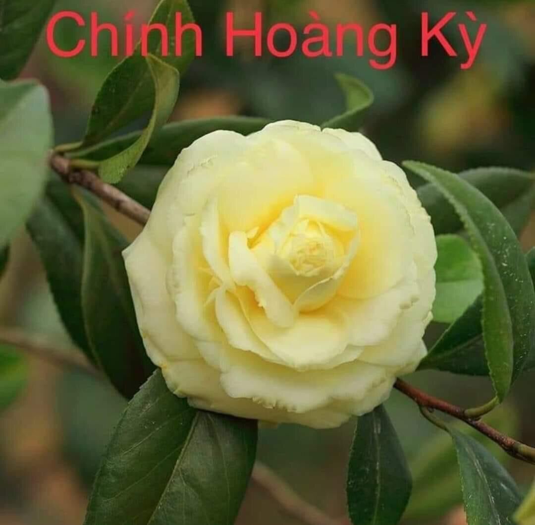 Cây Giống Trà My Cổ(1 bầu cây giống)