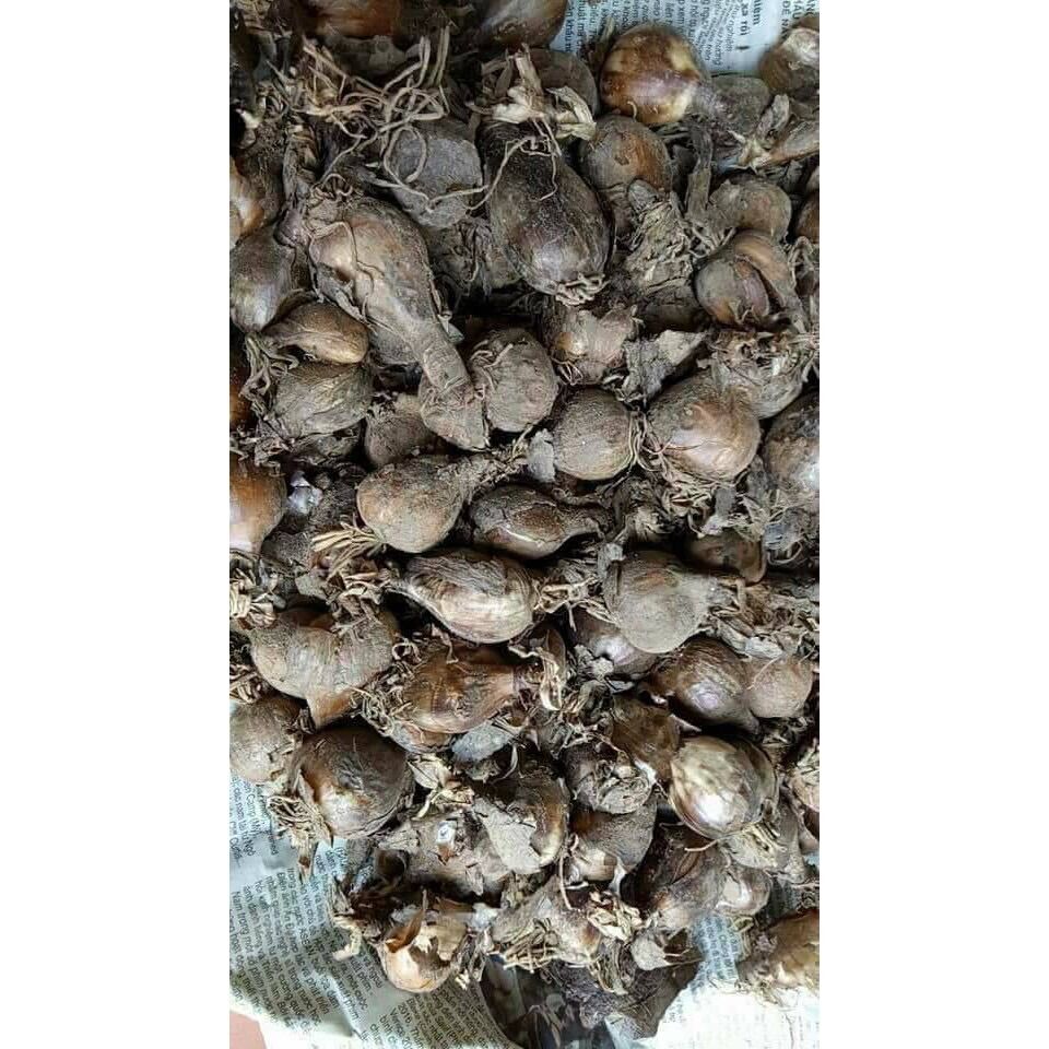 Củ giống hoa bỉ ngạn sỉ 5k (set 5 củ 5 màu)