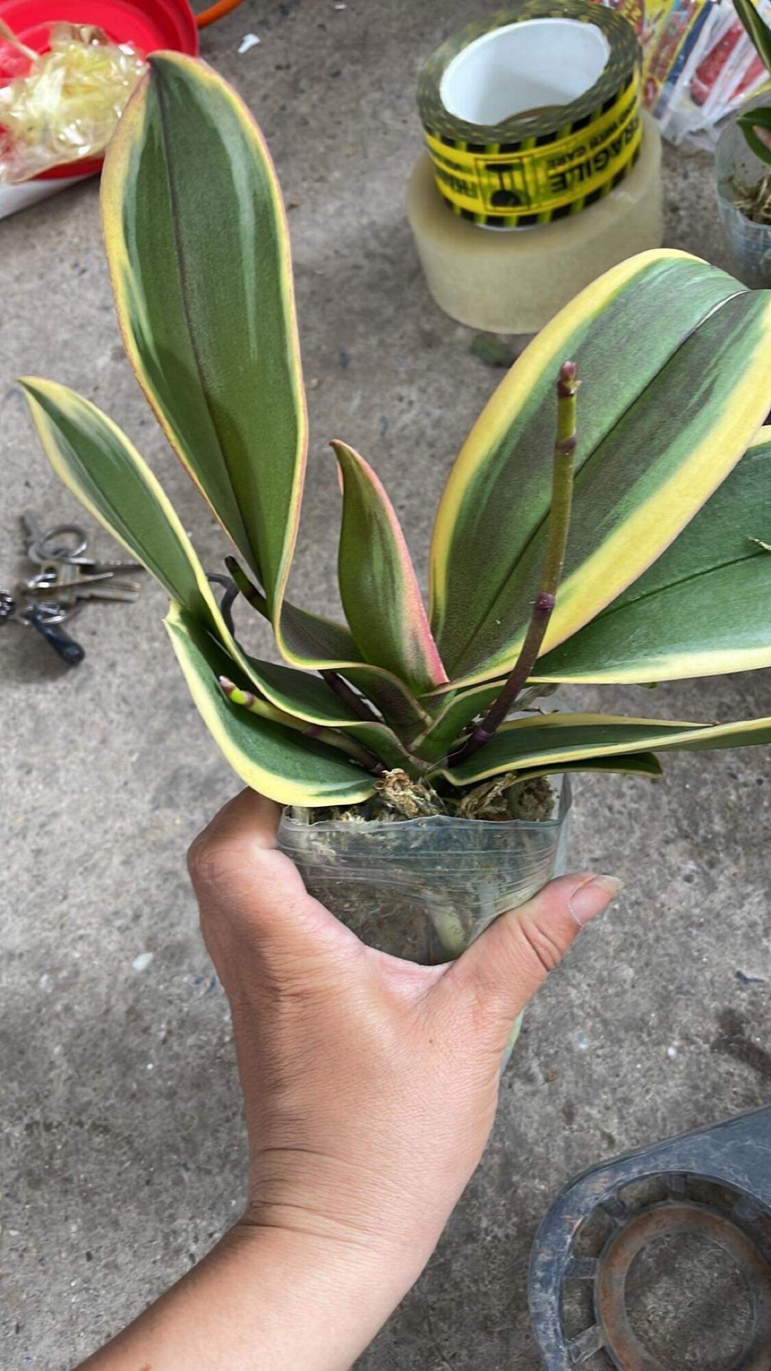 Lan HỒ ĐIỆP lá biên vàng (bầu 2.8)