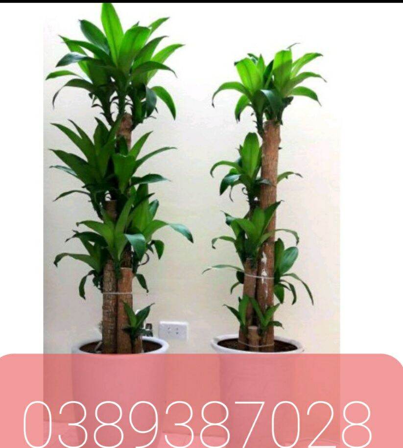 Cây thiết mộc lan lá xanh,1 khúc giống