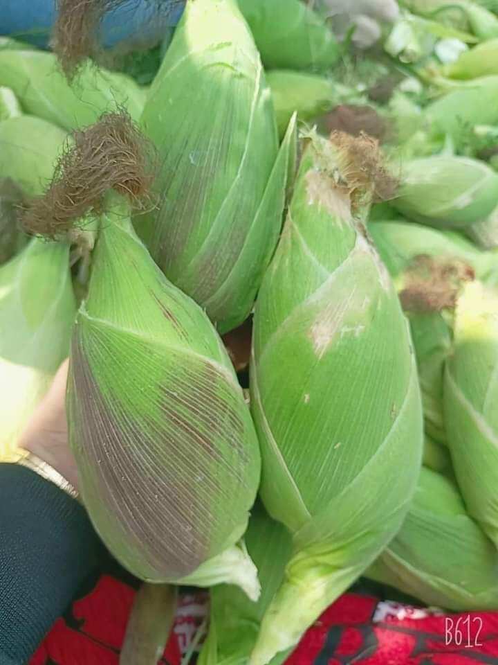 Hạt  bắp  nếp  nù 50gr Hạt  to