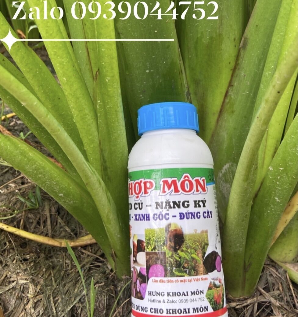 Siêu To Củ Khoai Môn - khoai lang_ khoai mỡ