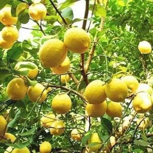 Cây giống chanh vàng Mỹ (1 bầu giống 20cm)