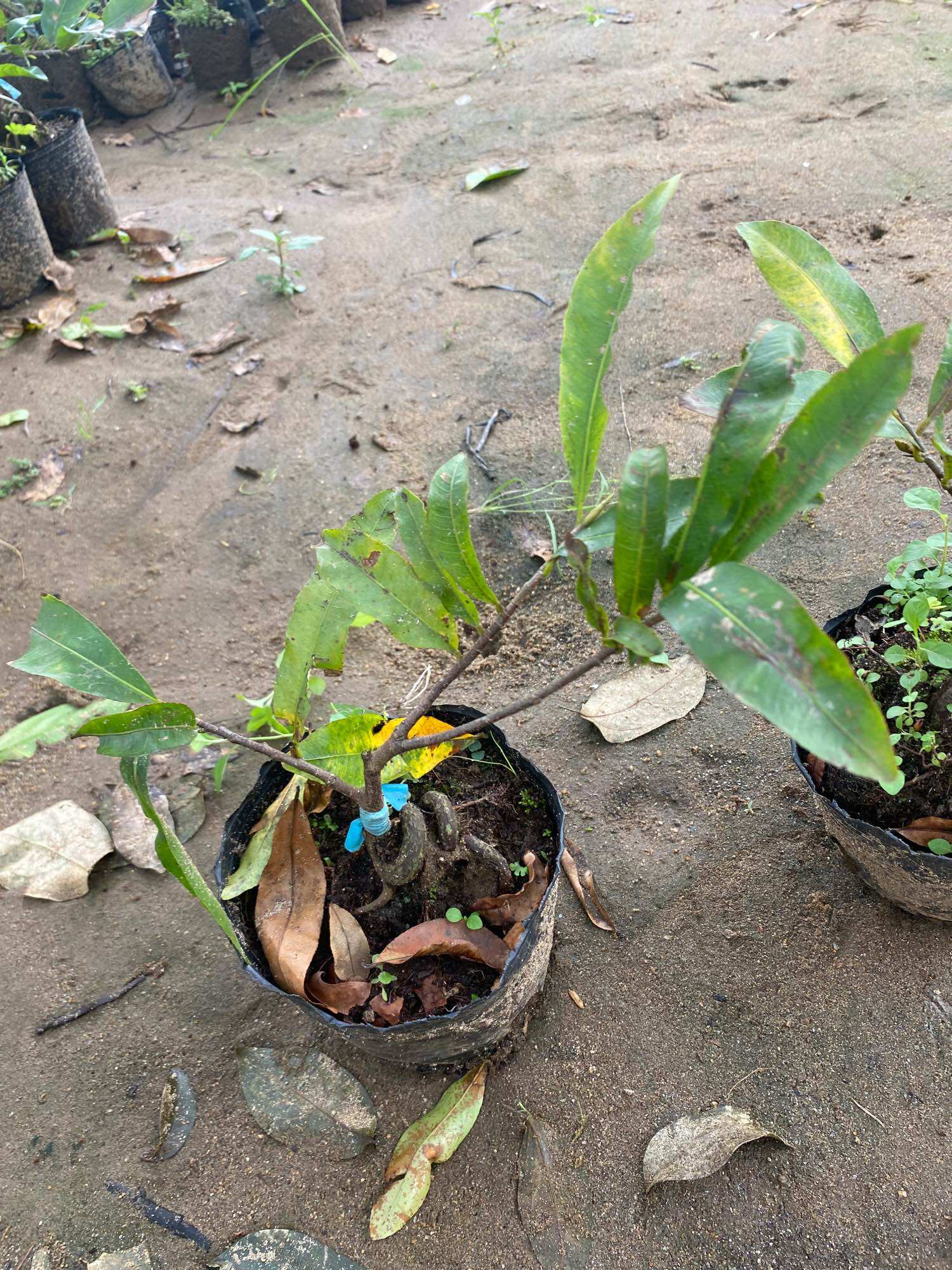 Combo 10 Mai cúc thọ hương ( cây giống , xả hàng )