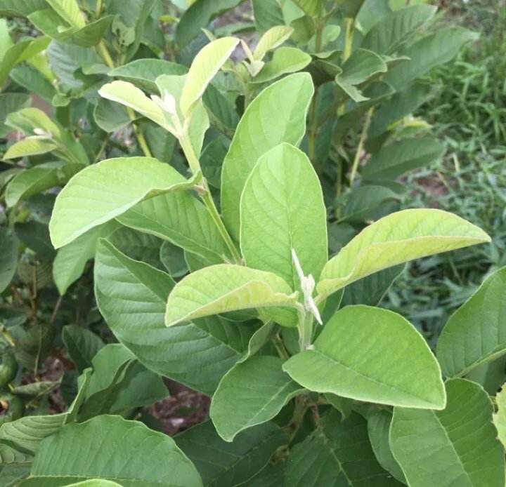 Trà giảm cân lá ổi