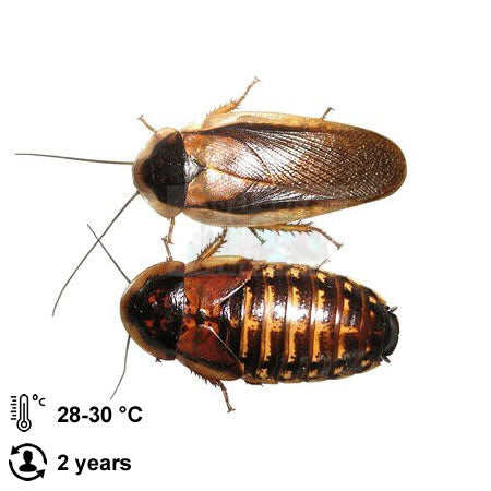 50 cặp gián Dubia size sinh sản. Quý khách nhớ thu thập Freeship Max để được giảm ship.