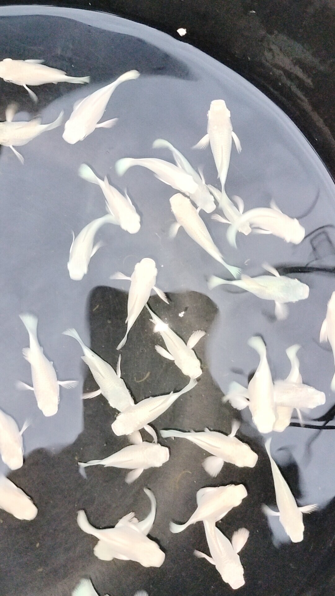 Molly platinum đuôi tròn 10 bé 120k