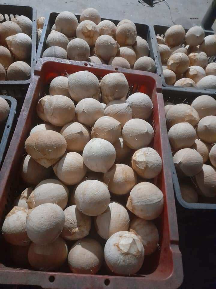 Dừa tươi