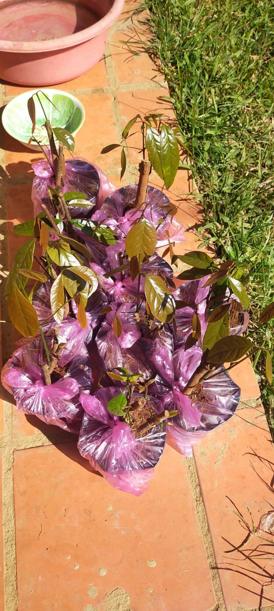 3 BẦU CÂY GIỐNG RAU BÉP RỪNG K'LONG