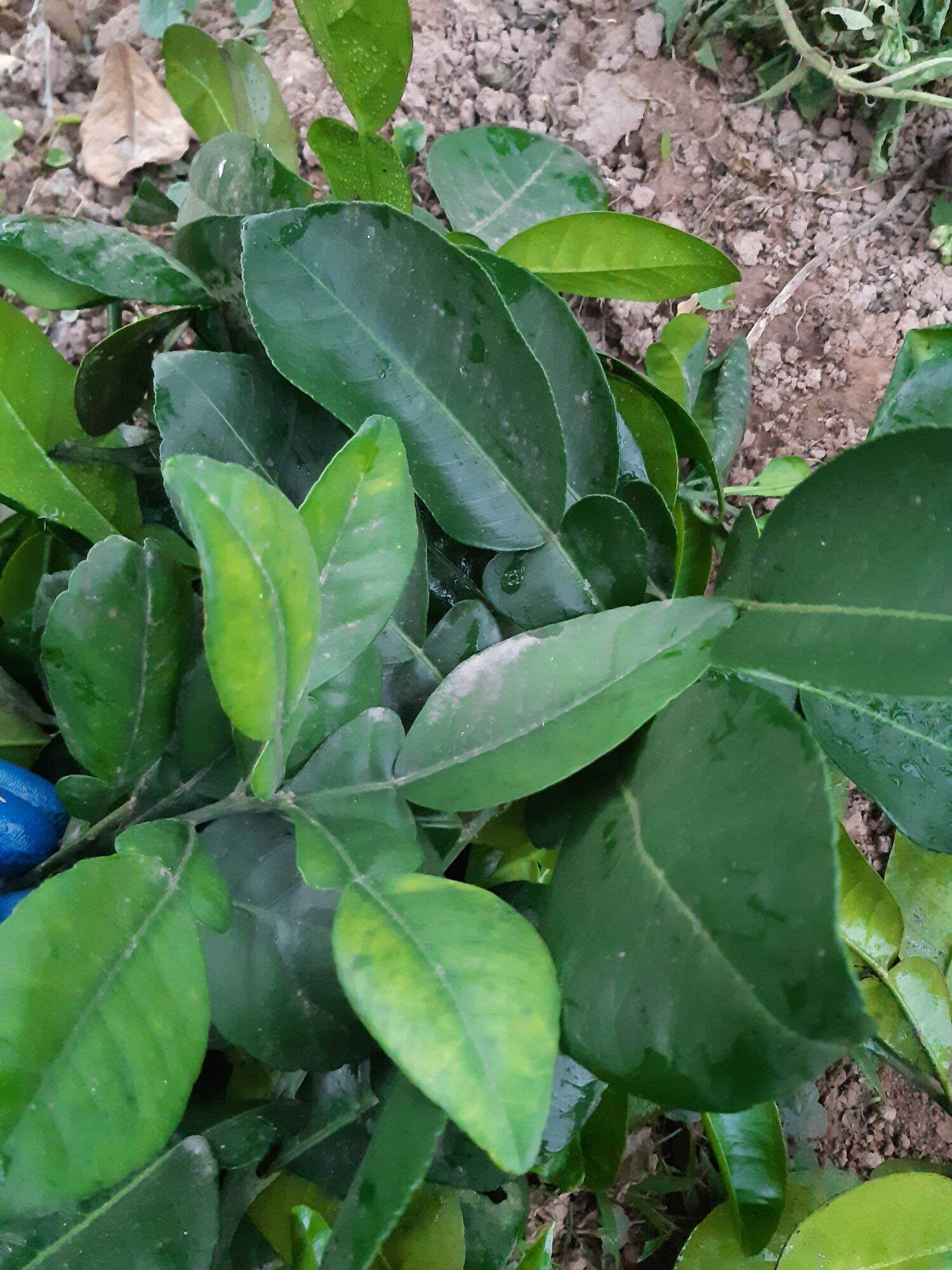 1kg lá bưởi tươi hàng đặt mới hái