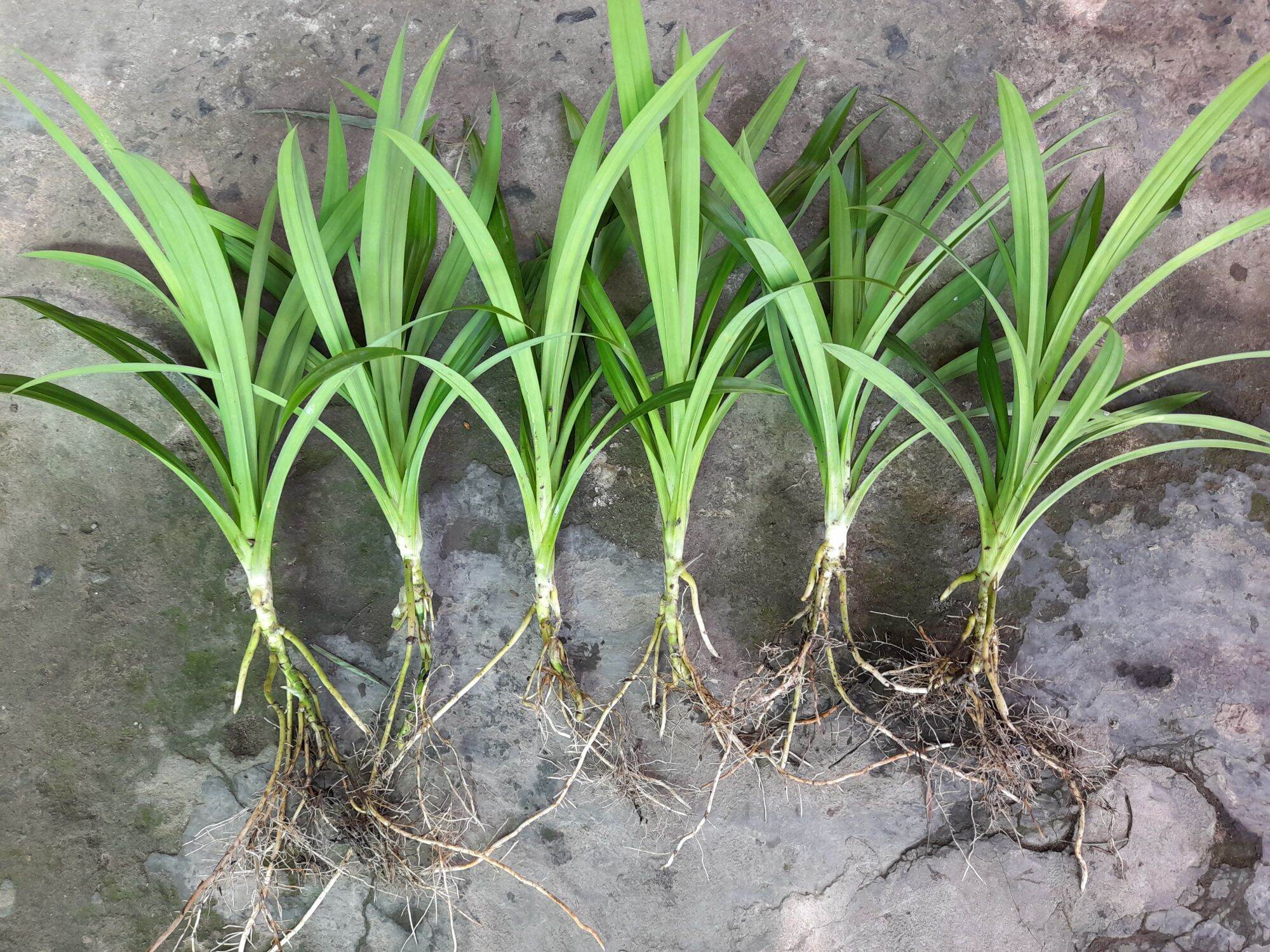 Combo 6 cây lá dứa rễ trần