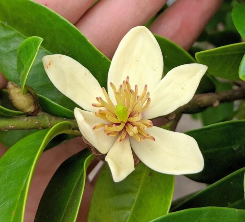 Cây giống hoa lan tiêu(1 bầu hình cuối)