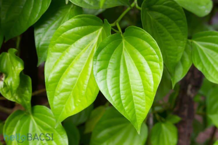 lá trầu không tươi 500g