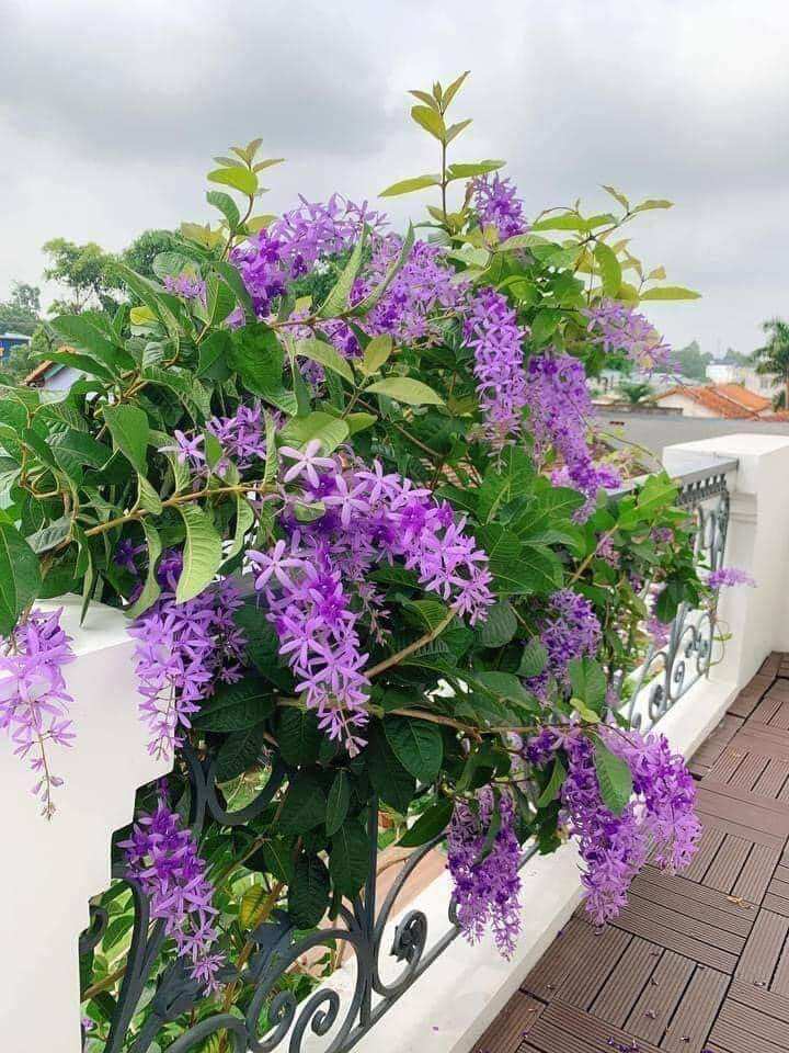 cây mai xanh thái siêu hoa