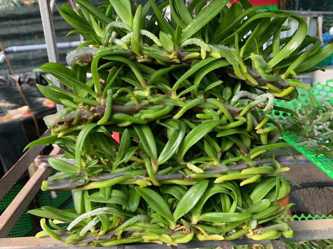 ( sale sale) 1 cây giống Lan ngọc điểm