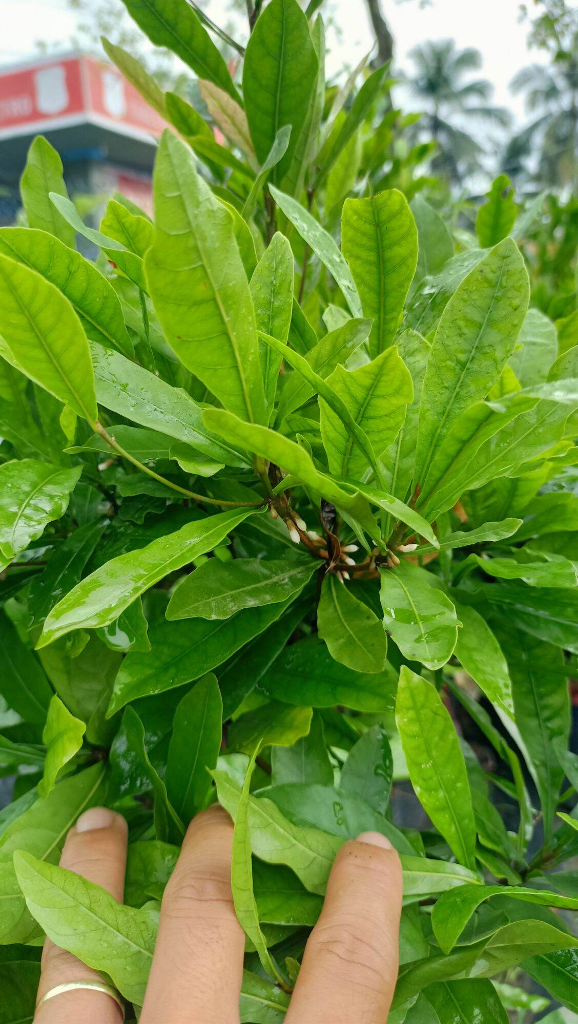 Cây Thần kỳ đang có hoa