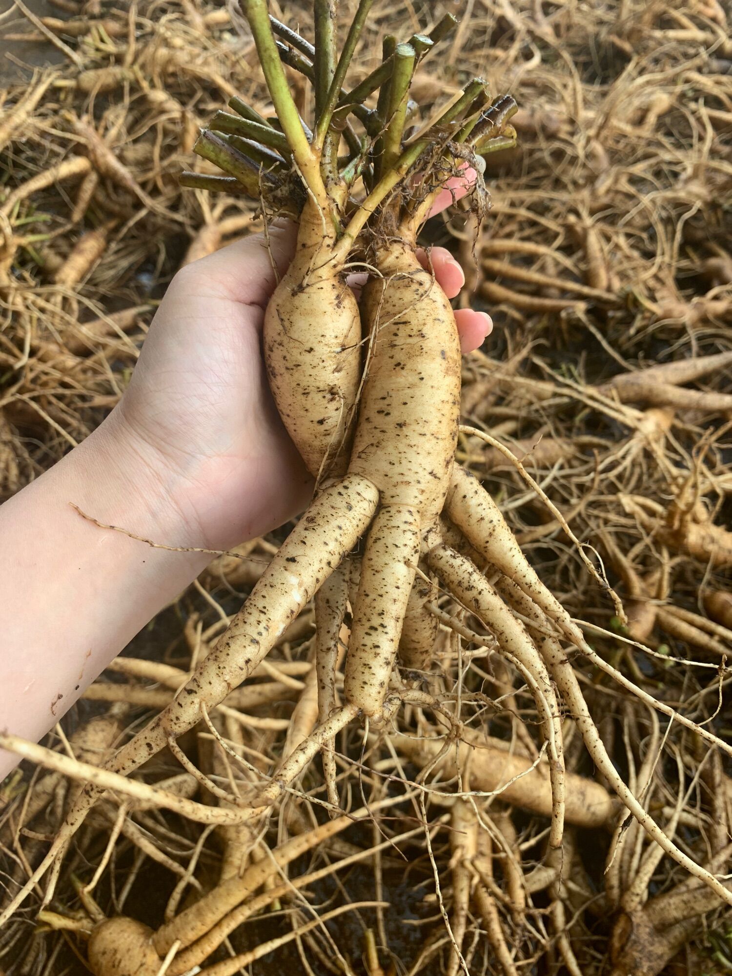 Sâm bố chính 5-8 củ/kg