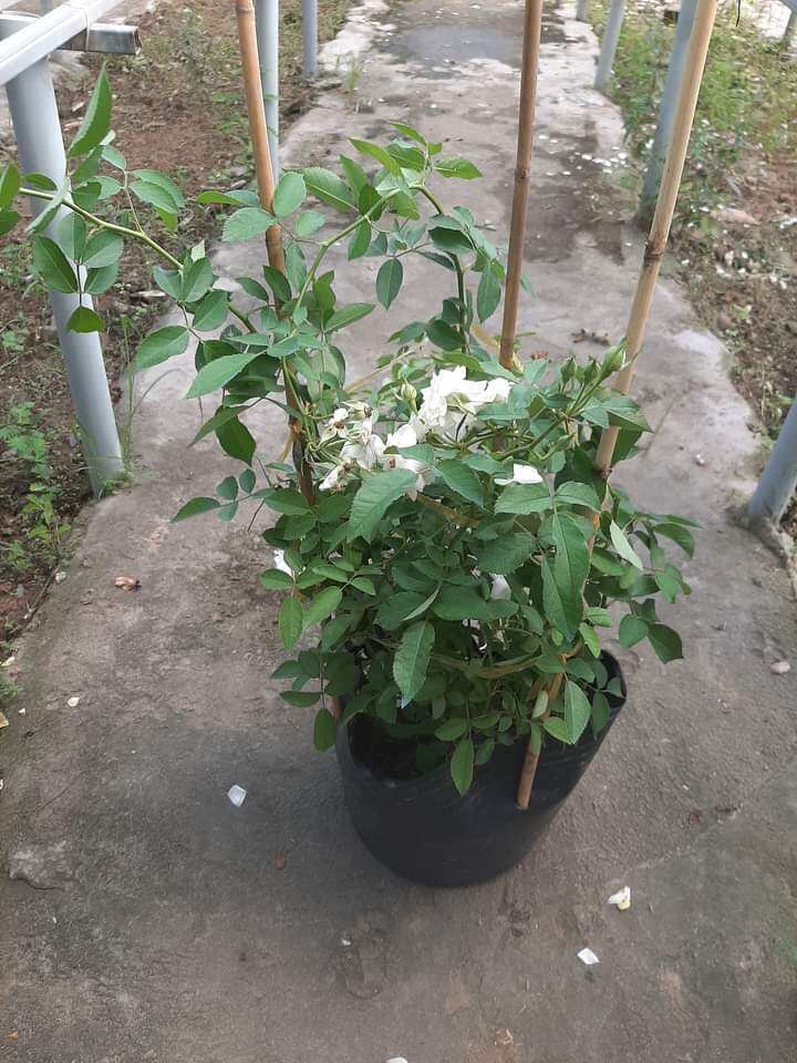 Cây hoa hồng trắng leo