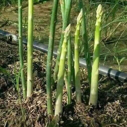 Hạt giống măng Tây dễ trồng năng suất cao