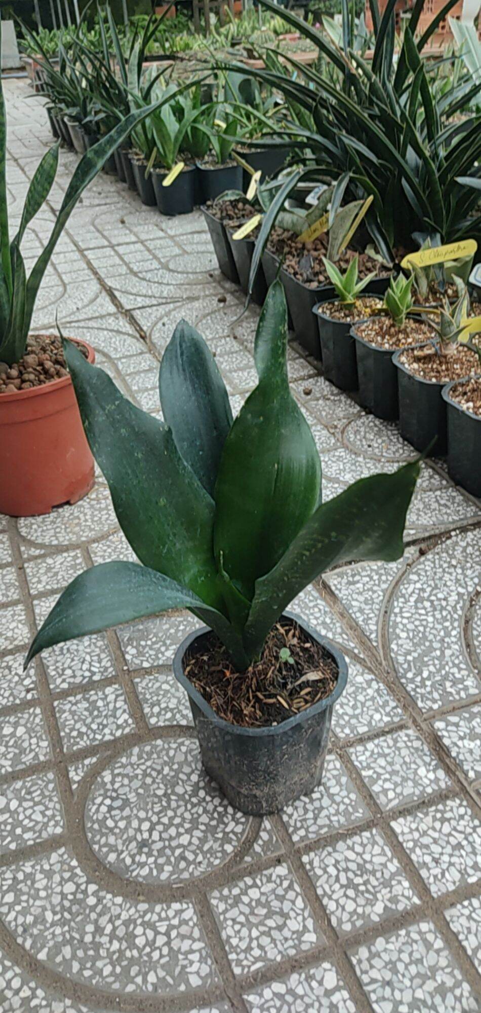 Cây lưỡi hổ xanh đen, loại lá dài - Sansevieria Black Dragon